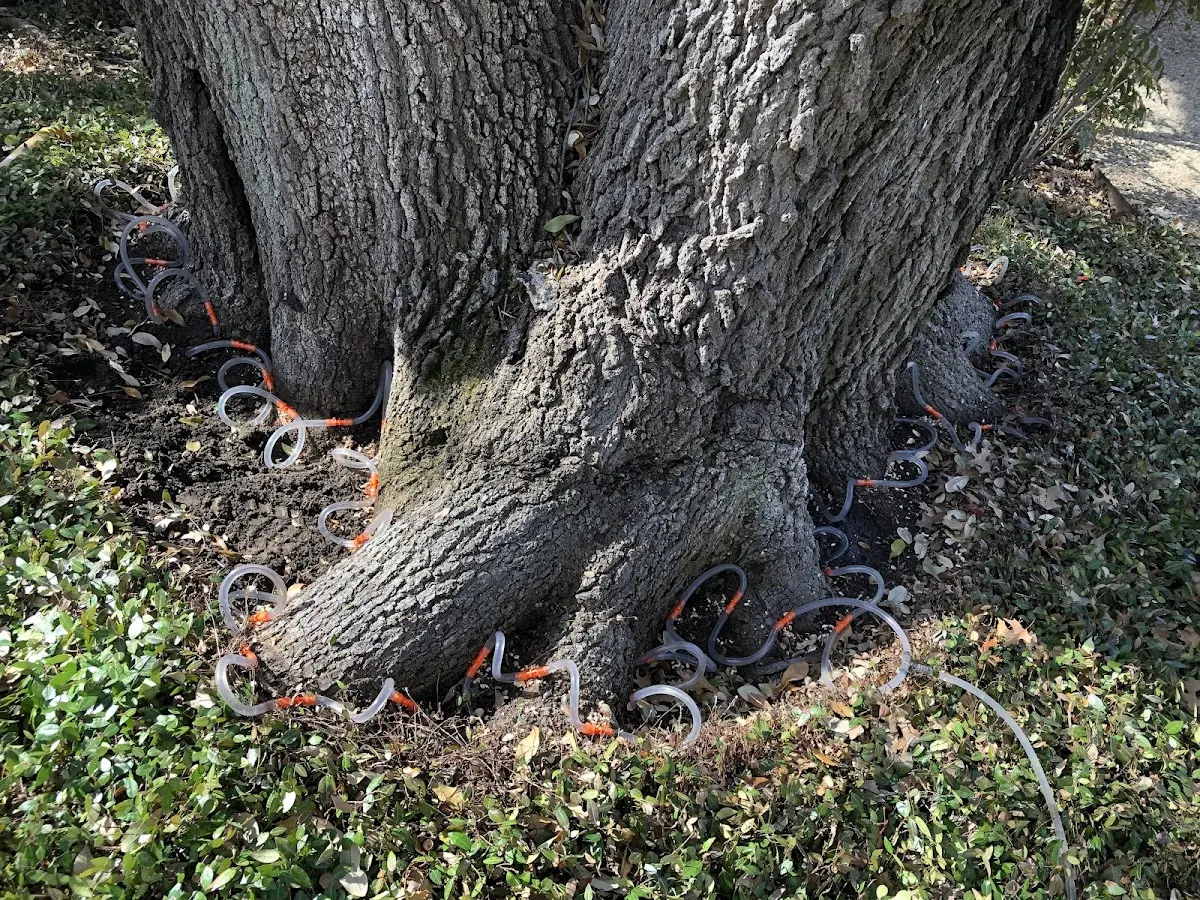 Detailed Tree Cabling and Bracing job site in Dorchester Center