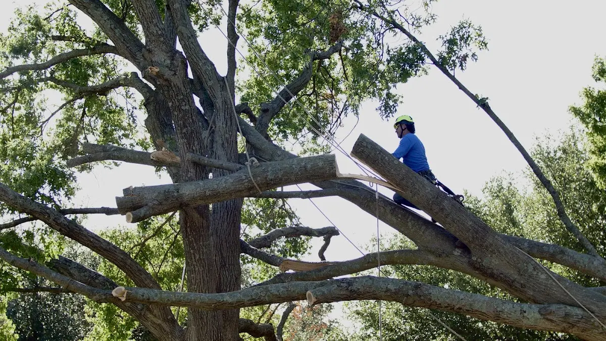 Professional Crown Thinning performed by certified arborists in Dorchester Center