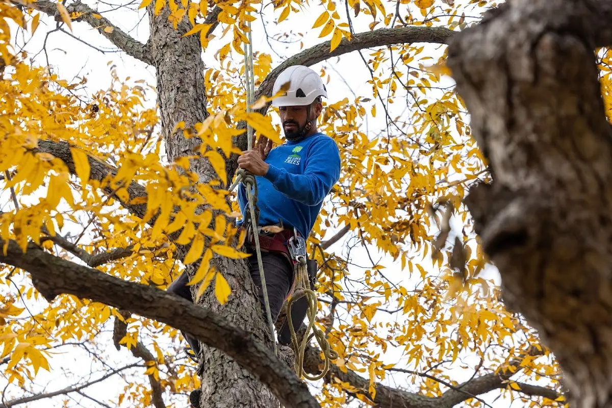Skilled Tree Pruning crew working in Dorchester Center