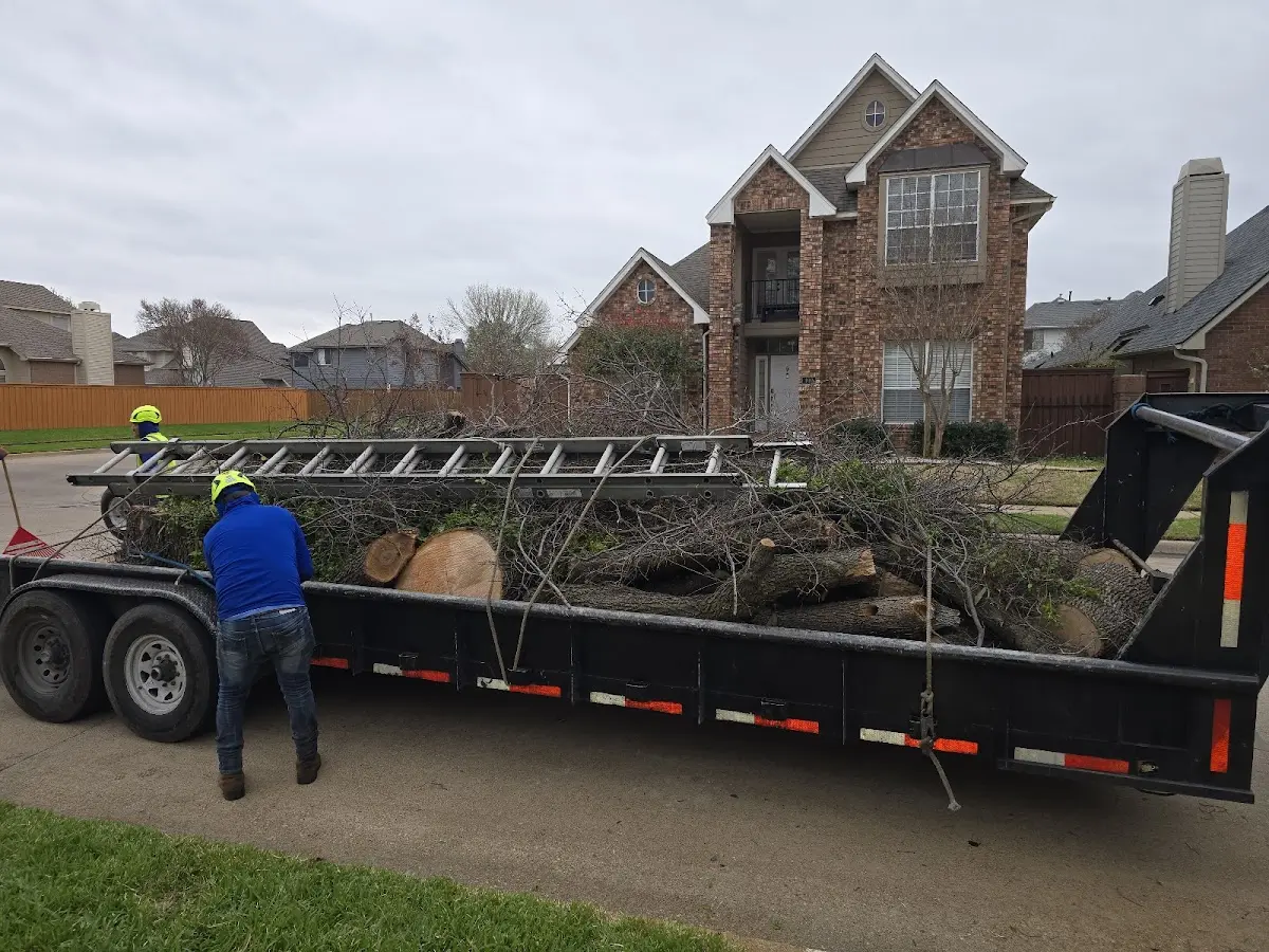 Expert Tree Fertilization with proper safety equipment in Dorchester Center